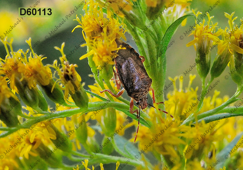 Podisus placidus (Asopinae, Pentatomidae)